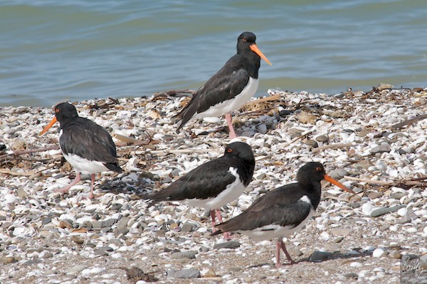 NewZealand 09 10  037